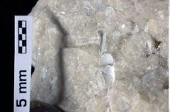 Foto (Detailansicht) von Goniodromites sp. (NHMW-GEO-1990-0041-0385)